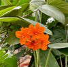 Cordia sebestena 3.5-4.0m Ht, 2m CT, 4-5cm Dia