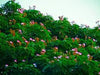 Albizia saman "Samanea saman" 3.0-3.5m Ht, 40-50mm dia