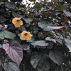 Hibiscus Tiliaceus Rubra (3.0m Ht, 1.8m CT, 3-4cm Dia)