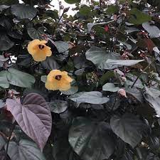 Hibiscus Tiliaceus Rubra (3.0m Ht, 1.8m CT, 3-4cm Dia)