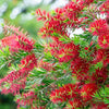 Callistemon viminalis 1.0-1.5m