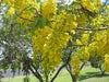Cassia fistula (80-100cm ht in 10ltr pot )