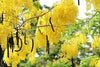 Cassia fistula (80-100cm ht in 10ltr pot )