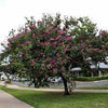 Bauhinia blackeana 3.0-3.5m Ht, 2.0m CS,1.5'' dia