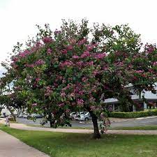 Bauhinia blackeana 3.0-3.5m Ht, 2.0m CS,1.5'' dia