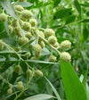 Conocarpus saudi 1.5-1.8m Height in 10Ltr Pot