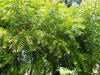 Azadirachta indica " Neem " 4.0-4.5m Ht, 2 m CT, 6-7cm Dia