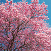 Tabebuia rosea 3.5-4.0m Ht,1.5m CS, 3-4cm Dia