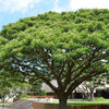 Albizia saman "Samanea saman" 3.0-3.5m Ht, 40-50mm dia