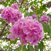 Tabebuia rosea 3.5-4.0m Ht,1.5m CS, 3-4cm Dia