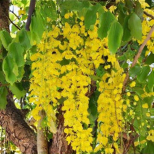 Cassia fistula (80-100cm ht in 10ltr pot )