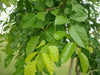 Pongamia glabra 3-3.5H, 4-5cm dia