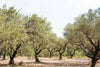 Olea Europaea Branched (2.0m OAH. , 45cm-50cm Dia)