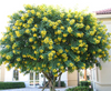 Cassia glauca 3.0m Ht, 2.5-3cm dia