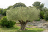 Olea Europaea Olea Bonsai