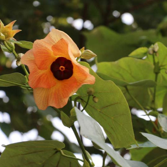 Hibiscus tiliaceus