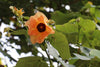 Hibiscus tiliaceus