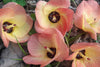 Hibiscus tiliaceus