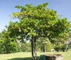 Terminalia catappa (100-150cm Ht)