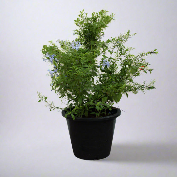 Zamia furfuracea 15-20cm