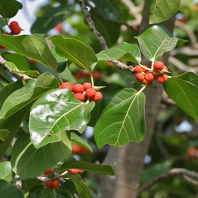 Ficus benghalensis (2.5-3m Ht, 1.5m CS, 35-45mm¸)
