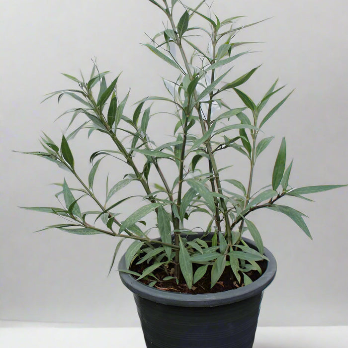 Vitex agnus castus ( 40 - 50cm Ht in 10cm Pot )