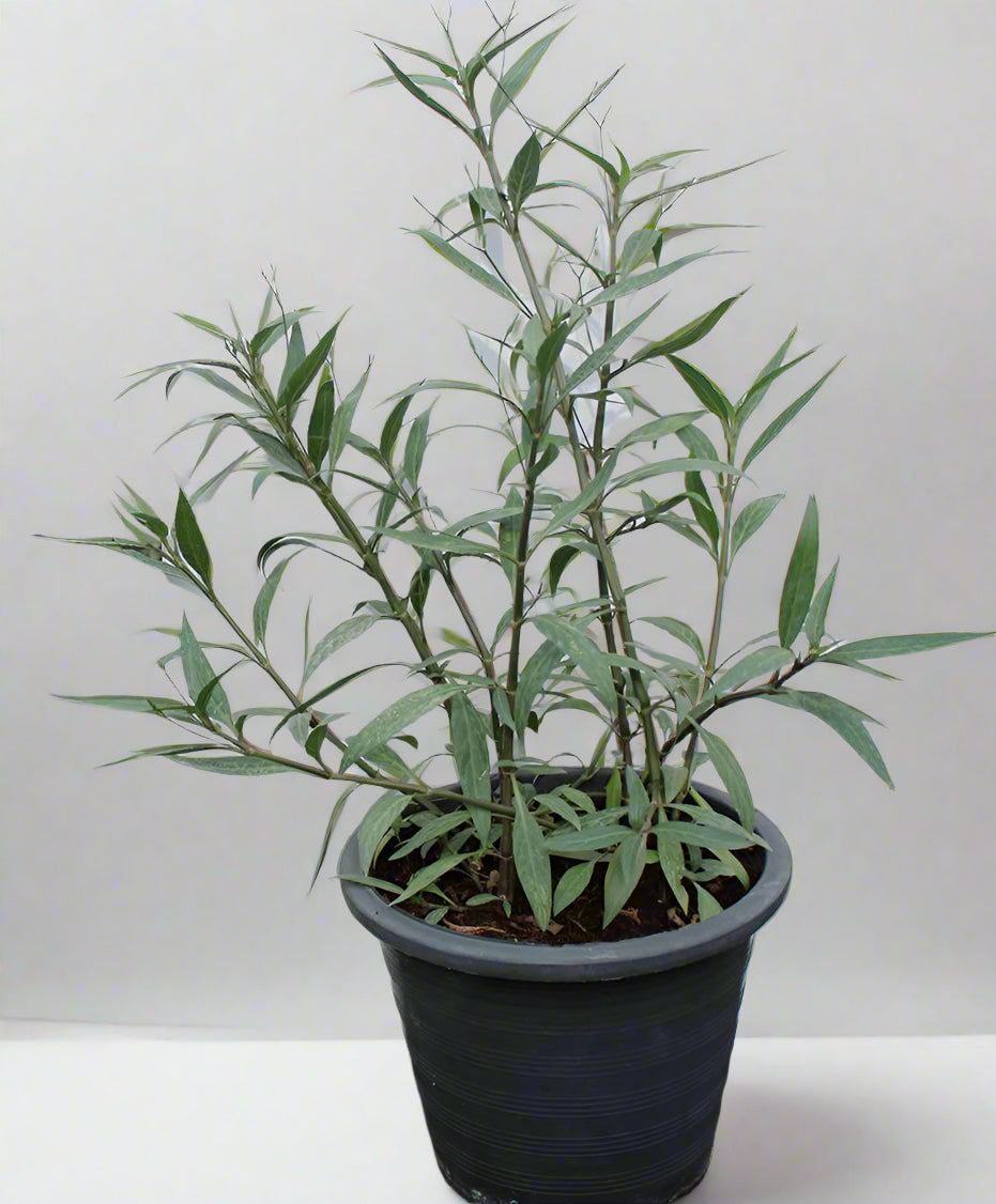 Setcreasea purpurea (10 - 15cm Height in 10cm Pot)
