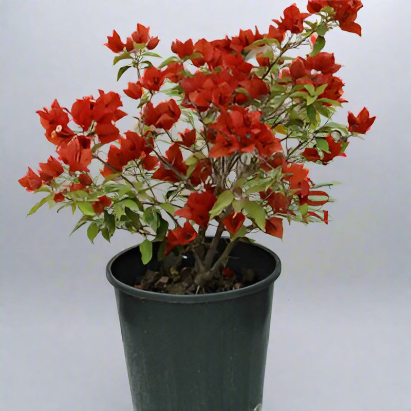 Bougainvillea Tomato Red (40 - 50cm Height in 4Ltr Pot)