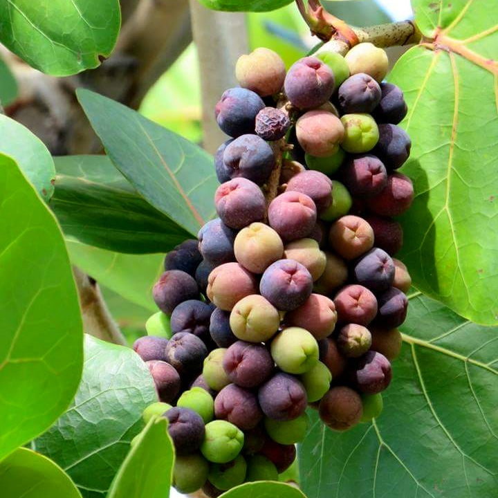 Coccoloba uvifera ( 1.5 - 2.0m Height )