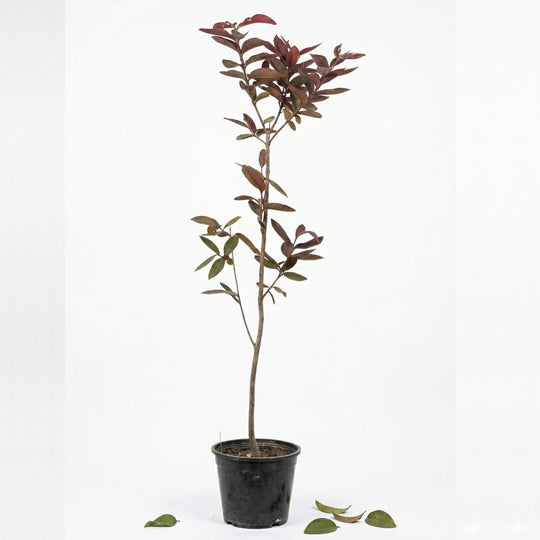 Psidium Guajava Red 3Ltr, 100-110Cm