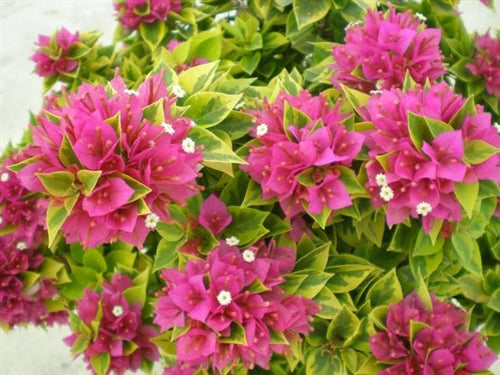 Bougainvillea 'Pink Pixie' 25 - 30cm Ht, 1PP in 10cm Pot