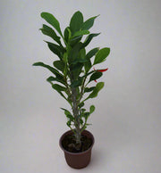 Euphorbia millii image 3