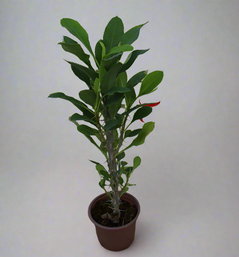 Euphorbia millii image 3