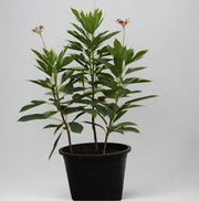 Jatropha pandurifolia image 0