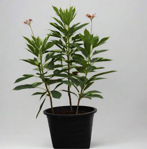 Jatropha pandurifolia image 0