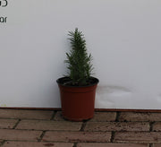Rosemarinus officinalis image 0