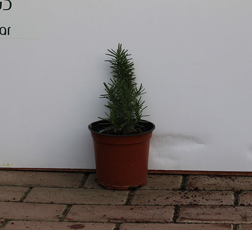 Rosemarinus officinalis image 0