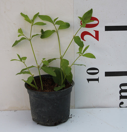 Alternanthera "Green" image 0