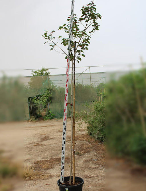 Hibiscus Tiliaceus Rubra image 0