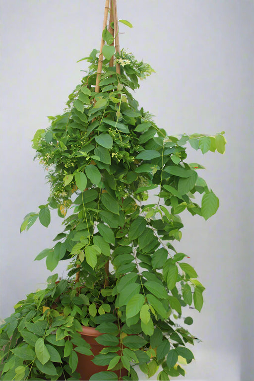 Quisqualis indica image 0