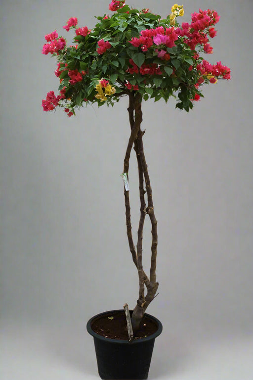 Bougainvillea Glabra image 0