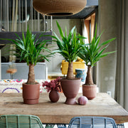 Yucca elephantipes