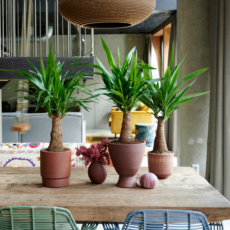 Yucca elephantipes