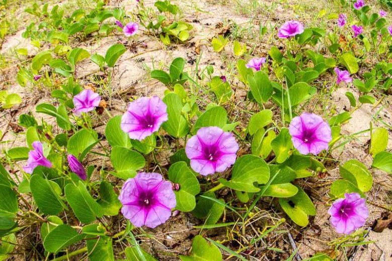 Ipomoea Pes caprae 10-20cm