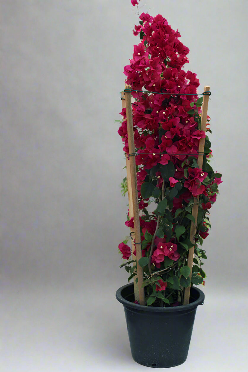 Bougainvillea Spectabilis"Red" image 2