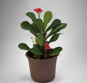 Euphorbia millii image 0