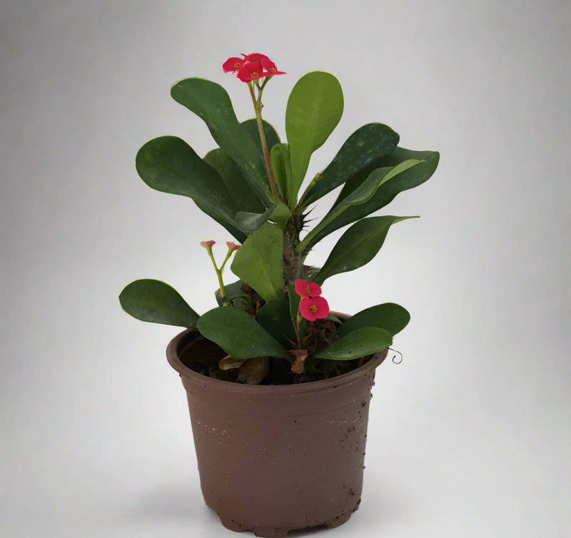 Euphorbia millii image 0