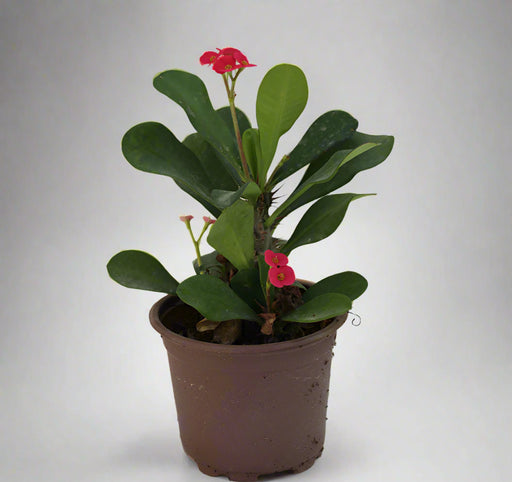 Euphorbia millii image 0