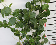Jasminum Mogra "Full Lebnani" image 1