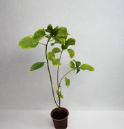 Acalypha wilkesiana 20-25cm image 0